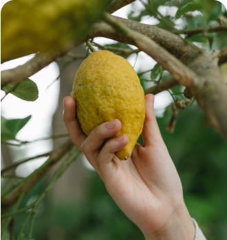 planting fruit